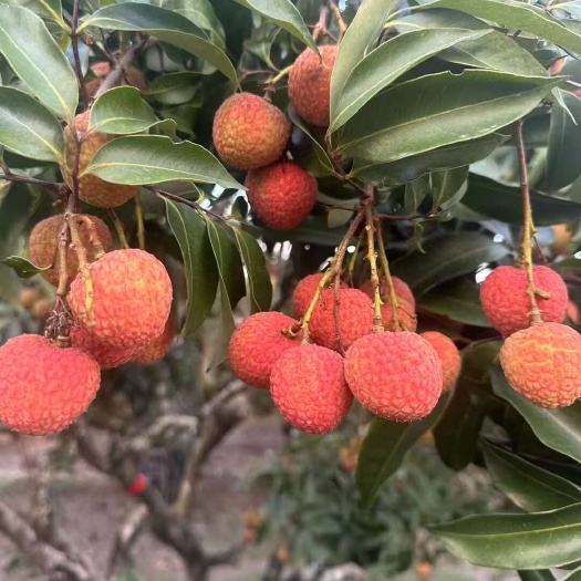 灵山县白糖罂荔枝