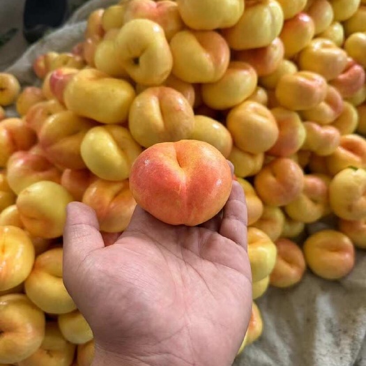 费县彩虹油蟠桃