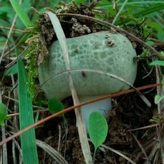 宣威市野生菌