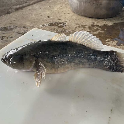 中山市笋壳鱼 虾虎鱼 虎头鱼 土布鱼 懒鬼鱼（鲜活）