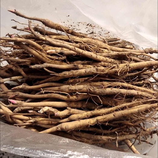 菏泽山东菏泽药油牡丹苗小苗基地新鲜现挖种植区直供精品丹皮凤丹苗