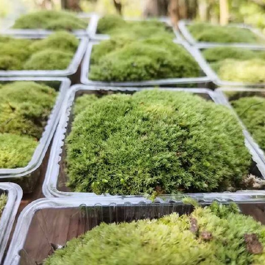 溆浦县苔藓