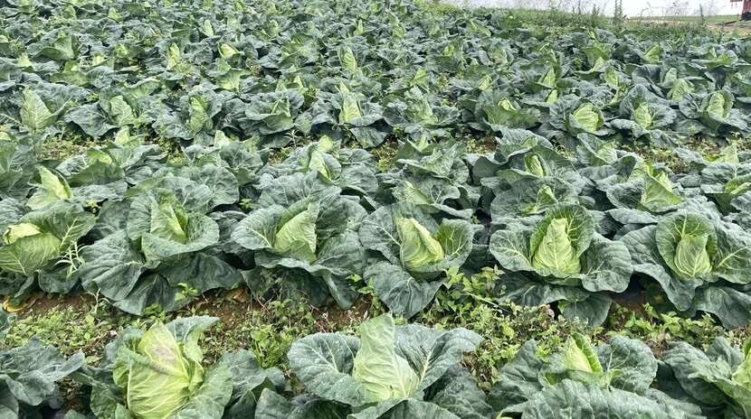 大关县云南昭通高山冷凉牛心菜