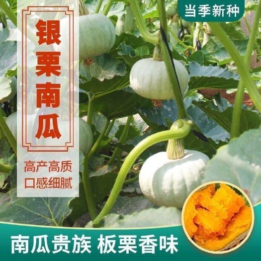 西安银板栗·南瓜香糯·口口新鲜