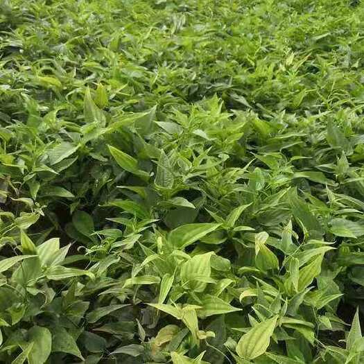 百部基地直供 量大从优