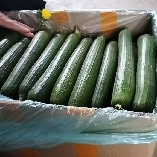 常熟市精品 江南常熟油丝瓜  自种自销 品质好 产量足