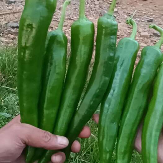 青皮尖椒，软壳