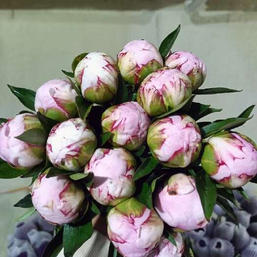 昆明芍药沙拉
