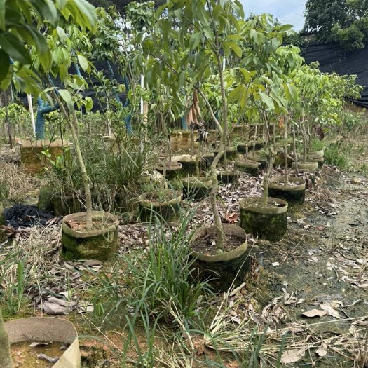 灵山县广西灵山优质仙进奉荔枝苗基地直发果苗