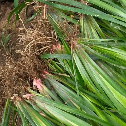 成都石昌蒲基地直供 量大从优