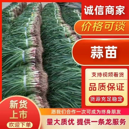 长阳县【推荐】湖北精品红根蒜苗