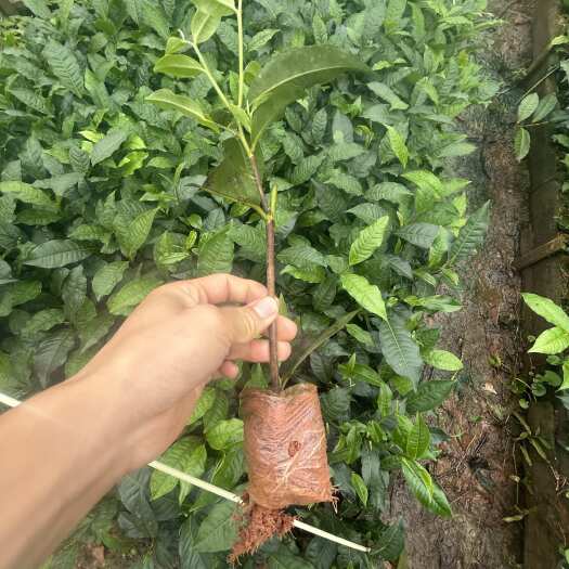 江城县云南普洱大叶种茶树苗