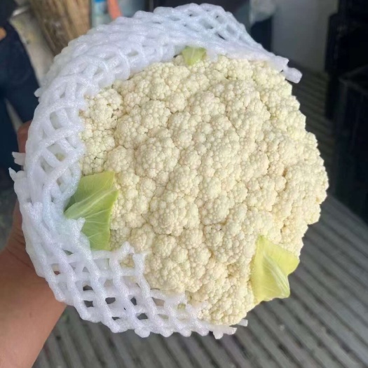 昌黎县河北秦皇岛有机花菜产地，质量好货源充足可代收代发全国