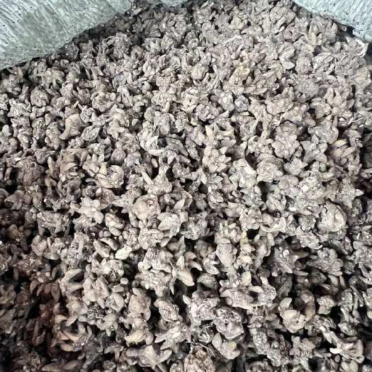 天然生长猫爪 尖爪 颗粒饱满