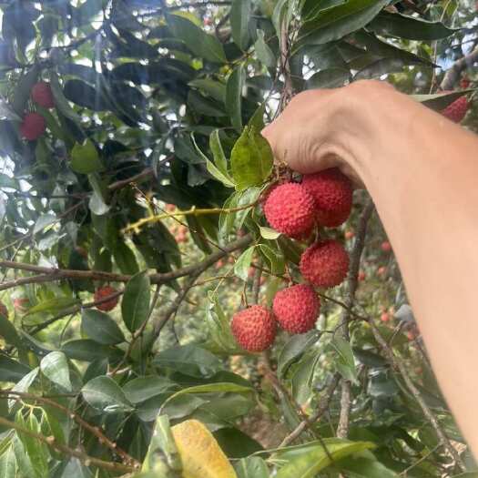 惠州镇隆桂味荔枝，糖度18+，清甜多汁，果肉脆，浓浓桂花香