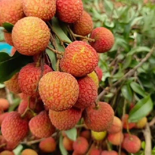 高州市广东茂名高州白糖罂荔枝新鲜采摘现发货