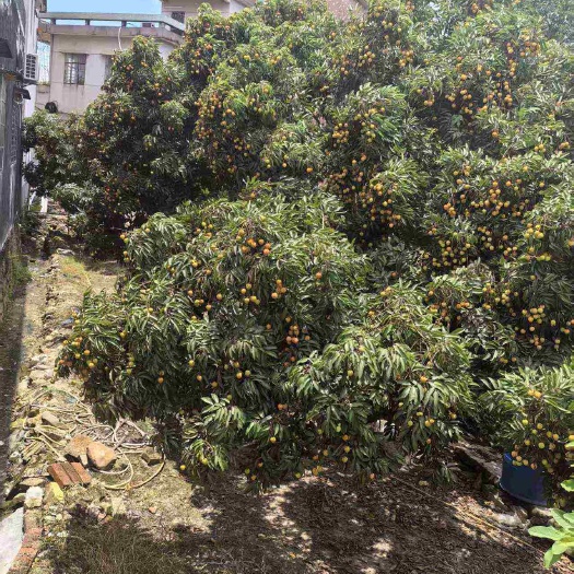 鹤山市鹤山市宅梧镇荷村荔枝种植基地桂味荔枝核小清甜多汁新鲜采摘！