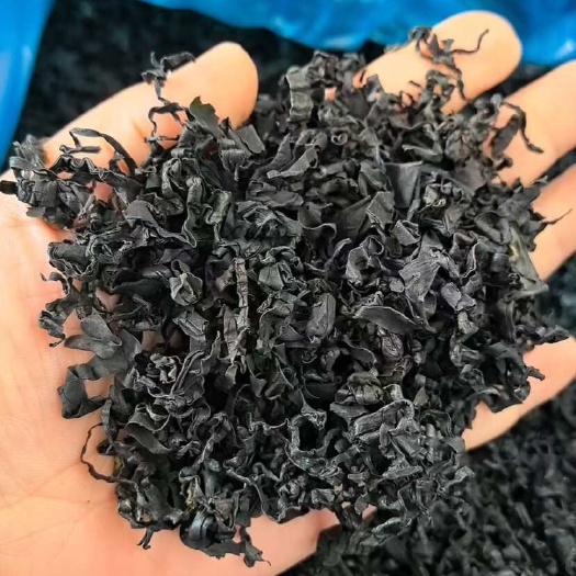 日照《精选》裙带菜十成干又名螺旋藻品质好价优大量批发欢迎联系