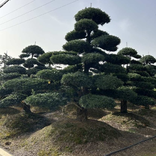 浏阳市造型罗汉松