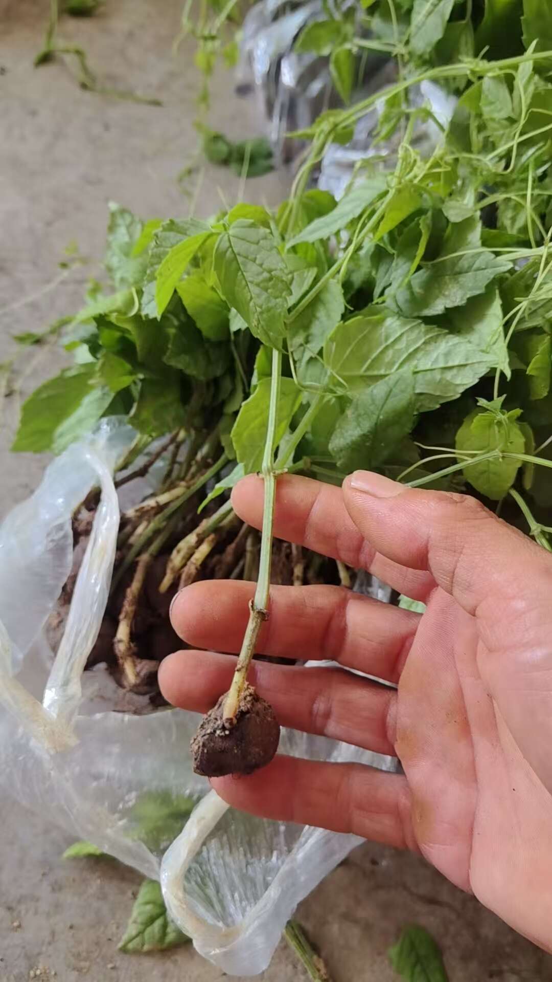 三叶青苗金线吊葫芦金丝吊葫芦苗，产地直发，品质保证，量大价钱