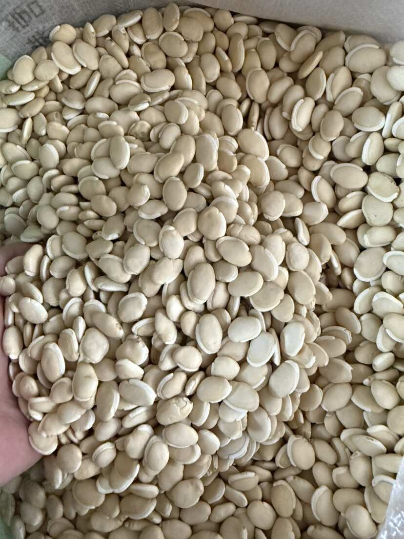 白扁豆 大白扁豆