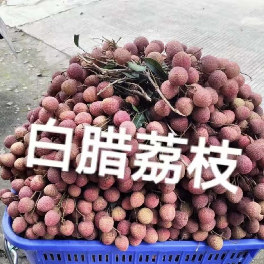 化州市粤西白蜡A级电商果，果农直发，下单就上园采摘
