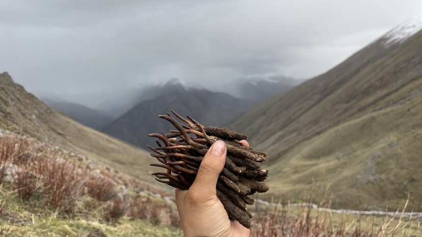 工布江达地道冬虫夏草，历经严选，凝聚自然精华，为健康保驾护航！