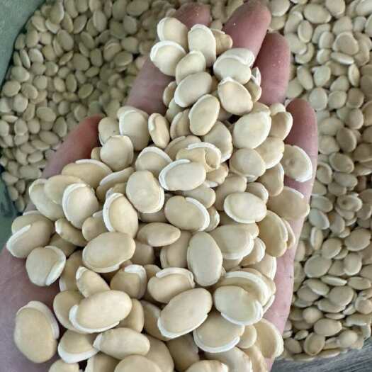 玉林白扁豆 大白扁豆