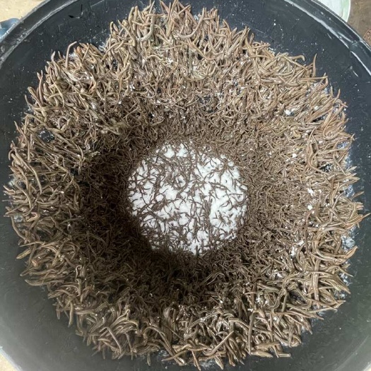 汉寿县湖南常德汉寿县优质蛙田蚂蝗供应