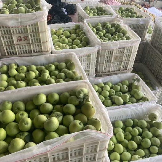 费县辽富苹果