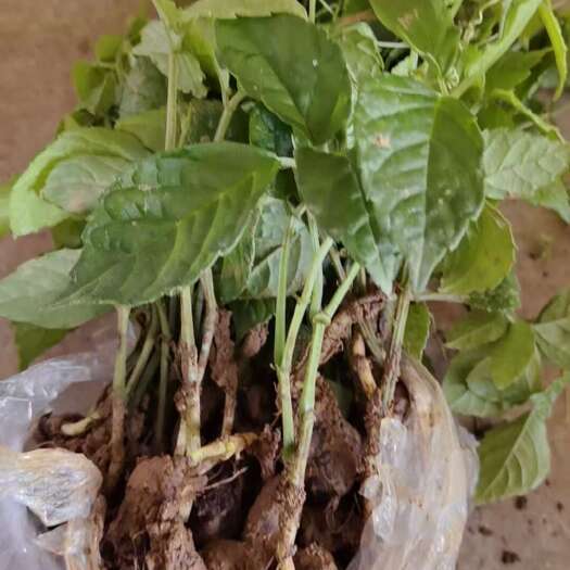 三叶青苗金线吊葫芦金丝吊葫芦苗，产地直发，品质保证，量大价钱