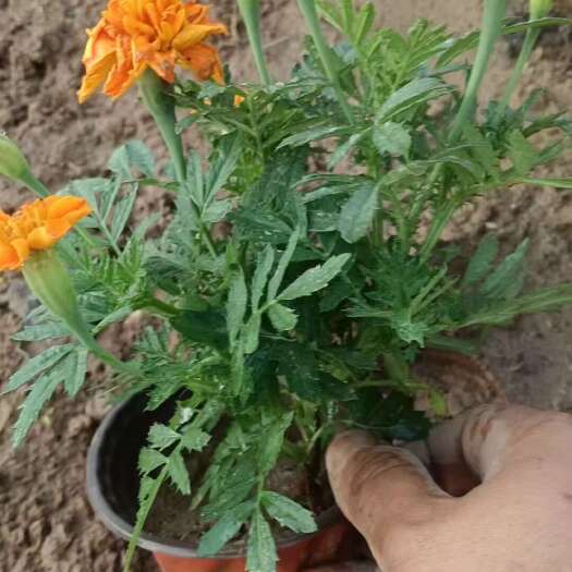 青州市孔雀草 大盆孔雀草现货供应
