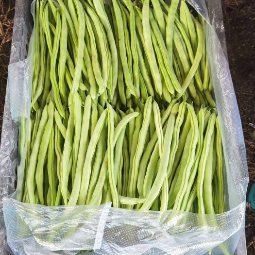 贵州小金豆