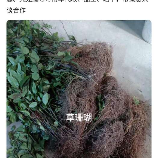 上林县草珊蝴、白背叶根等常年可代收、加工、晒干，带诚意来恰谈合作