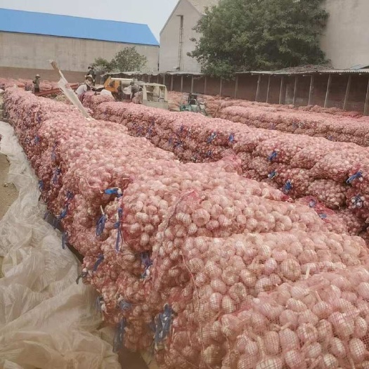巨野县山东紫皮大蒜。健康食品