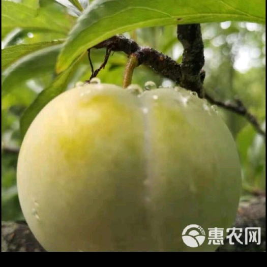 遂宁蜂糖李预售