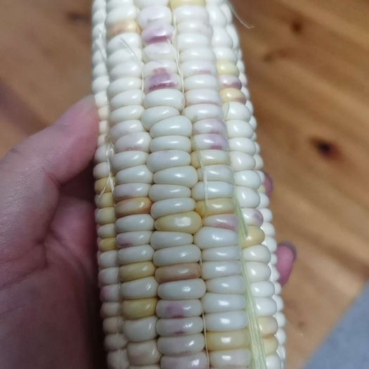 岳阳县鲜玉米，金银甜玉米，黑甜糯玉米，花甜糯玉米