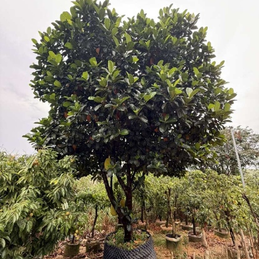 灵山县广西灵山优质菠萝蜜嫁接容器苗 带盆发货 易成活 果大香甜