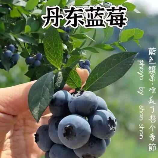 宽甸县丹东陆地蓝莓