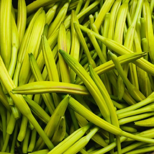 湖南祁东县黄花菜上市，有新鲜黄花菜供应，