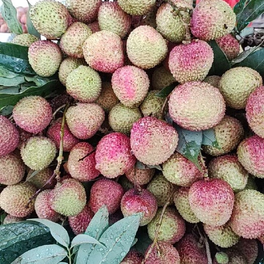 南宁广西妃子笑荔枝新鲜现摘