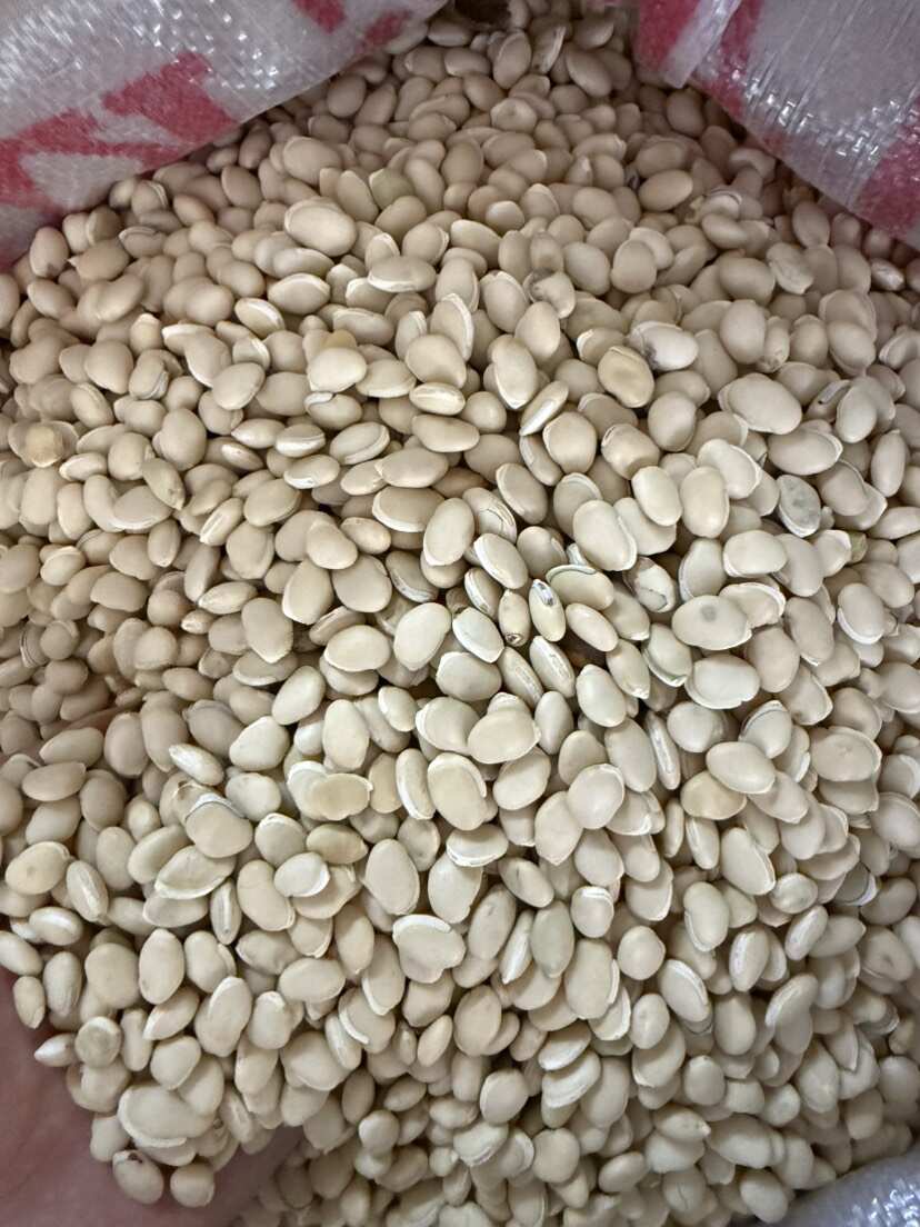 白扁豆 大白扁豆