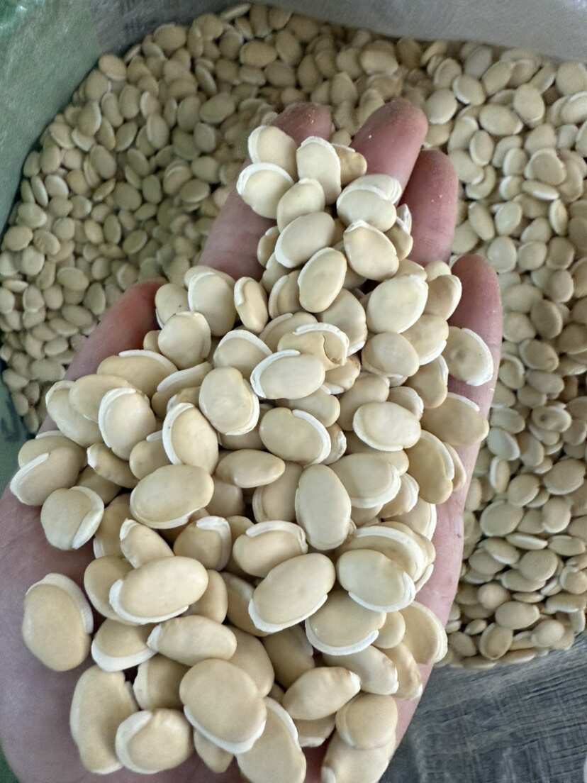 白扁豆 大白扁豆