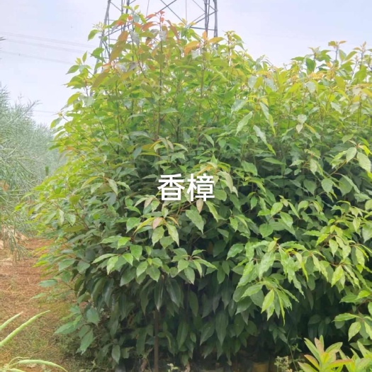 罗平县香樟