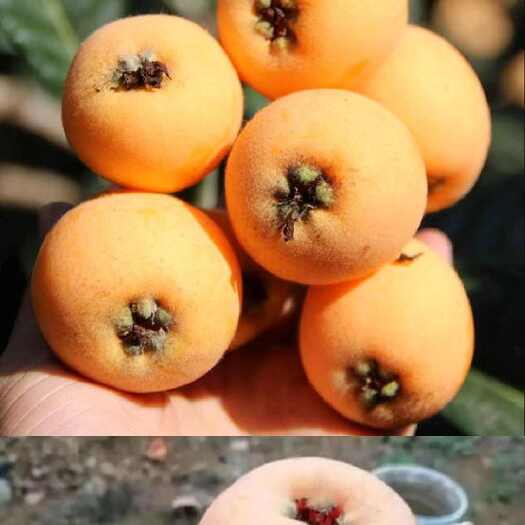 汉源县汉源五星大枇杷