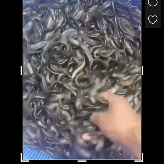 泥鳅，一斤30尾左右，有五千斤