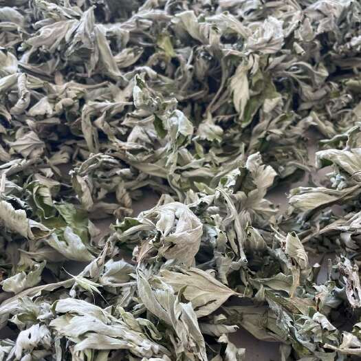 亳州艾草
