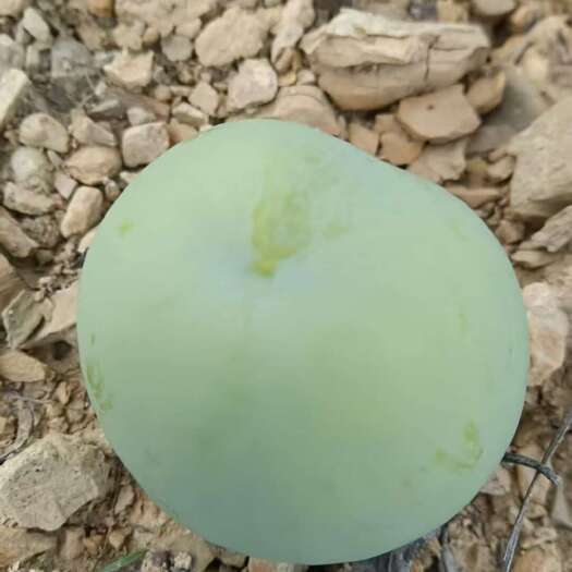 镇宁县蜂糖李