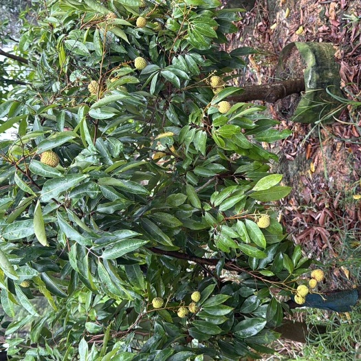 灵山县广西灵山优质桂味荔枝苗 健壮果苗 支持批发