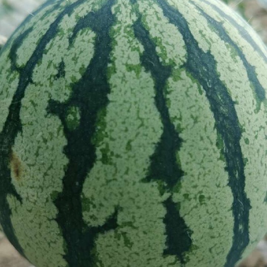繁峙县麒麟吊瓜